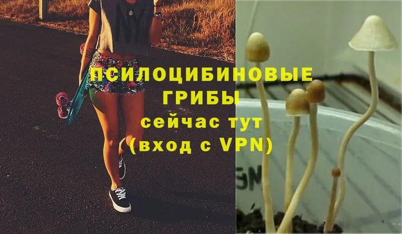 купить   Дагестанские Огни  Псилоцибиновые грибы Magic Shrooms 